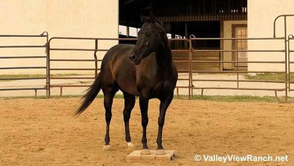 black-trail-horse