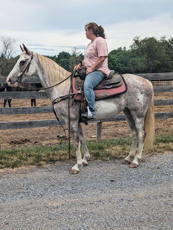 sabino-tennessee-walking-horse