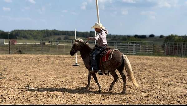 beginner-safe-pony