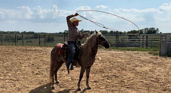 all-around-pony