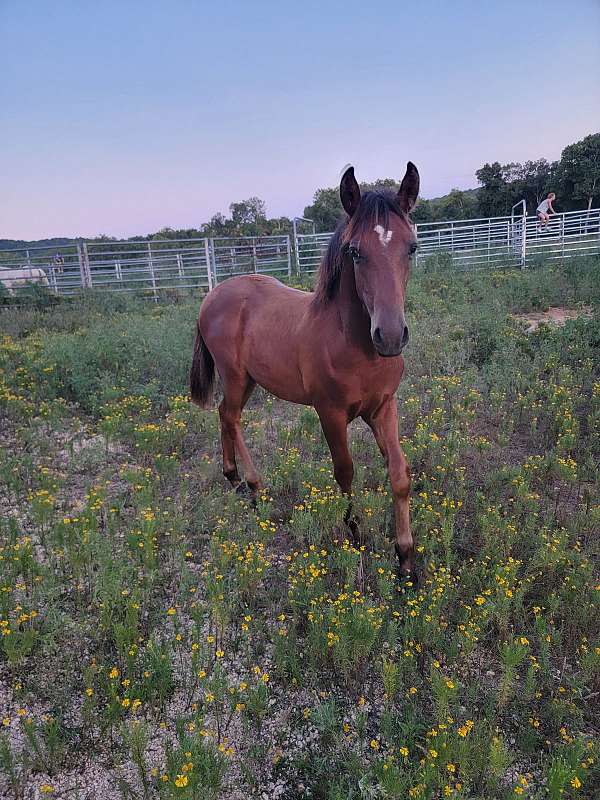 bay-buckskin-racking-colt-mare