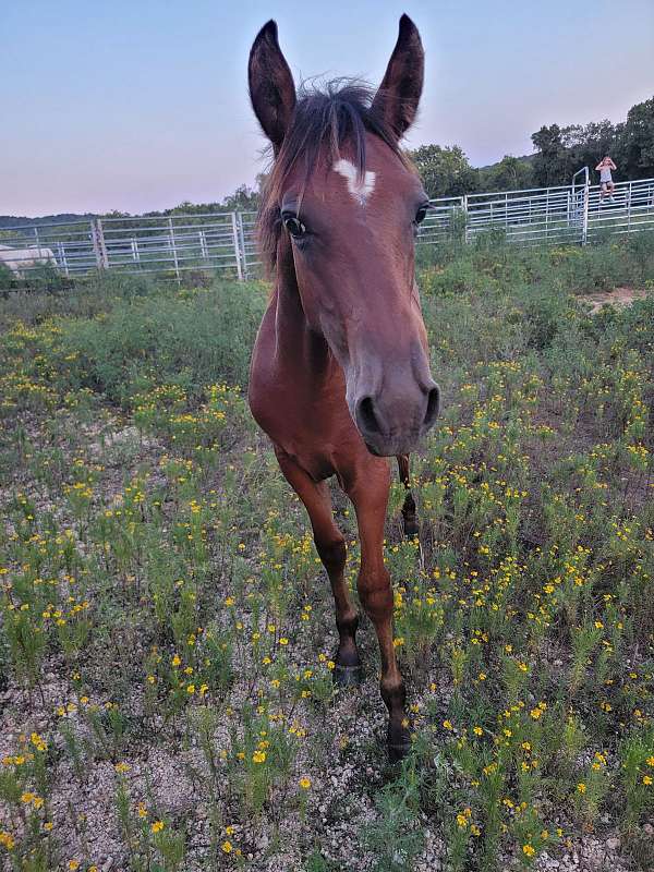 bay-buckskin-racking-horses-for-sale