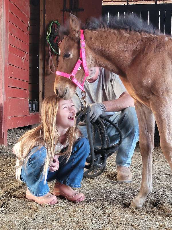 bay-buckskin-colt-mare