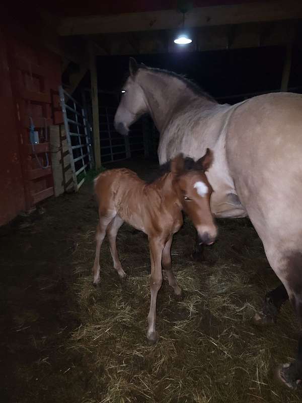 tennessee-walking-colt