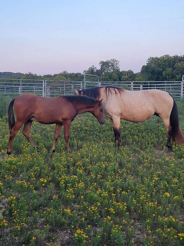 tennessee-walking-horse