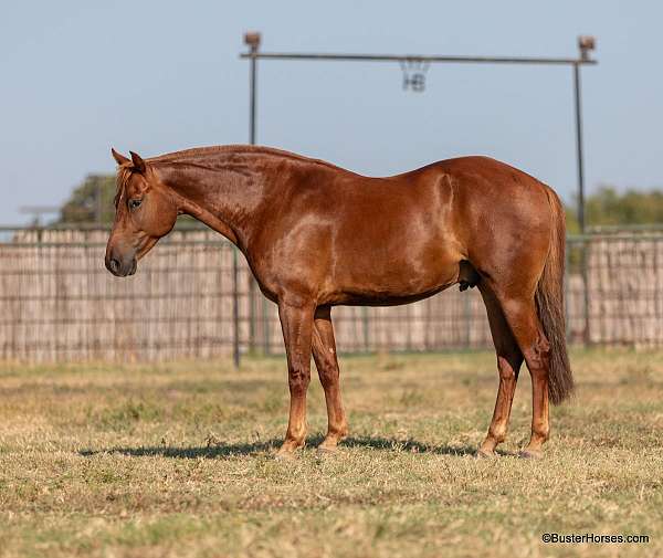 amha-tennessee-walking-horse