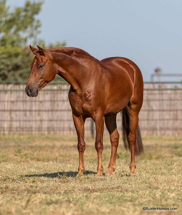 chestnut-star-horse