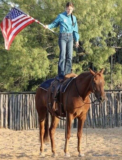 tennessee-walking-horse