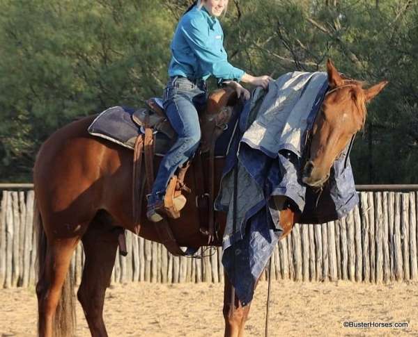 morgan-tennessee-walking-horse