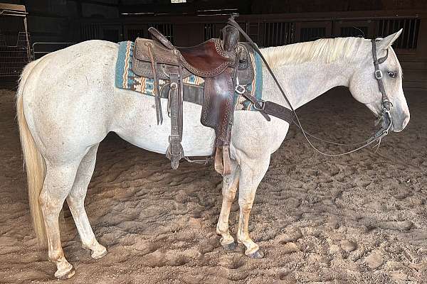 palomino-right-hind-pastern-horse