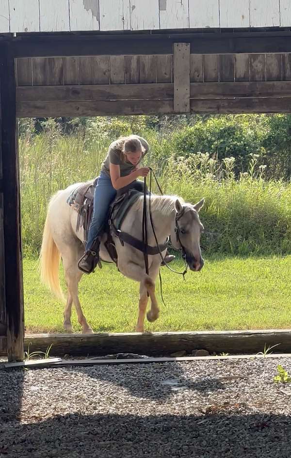 right-hind-pastern-horse