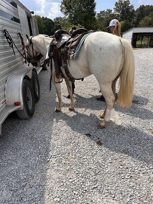 left-hind-sock-horse