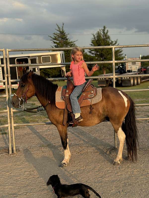 bay-roan-paint-pony