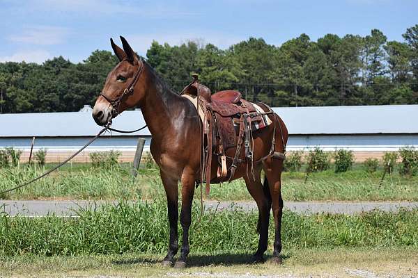 beginner-quarter-horse