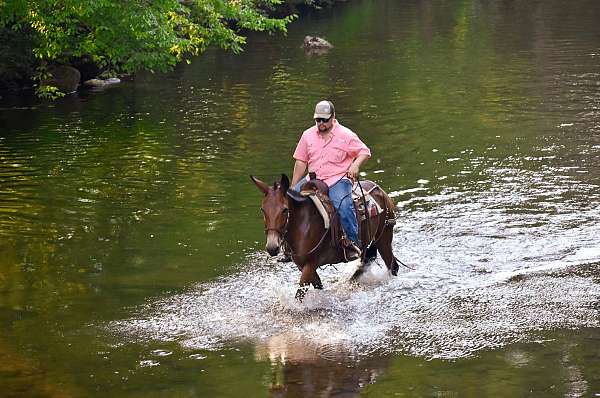 experienced-quarter-horse