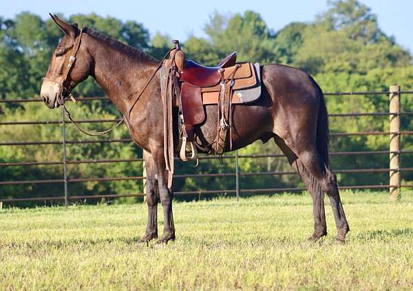 tennessee-walking-horse