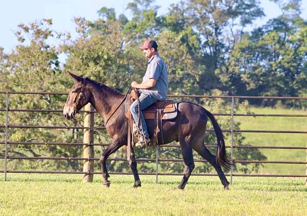 beginner-safe-tennessee-walking-horse