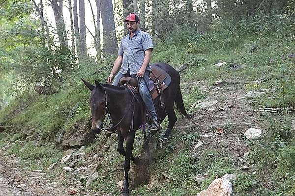 mule-tennessee-walking-horse