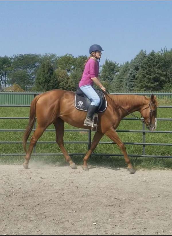 chestnut-white-endurance-horse