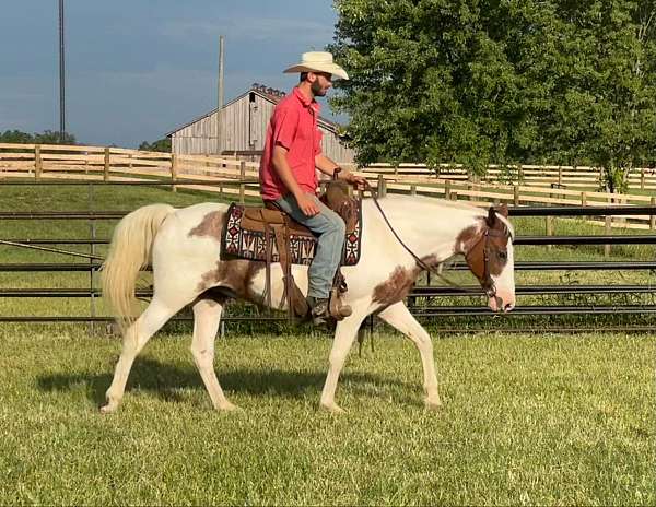 ranch-work-quarter-horse