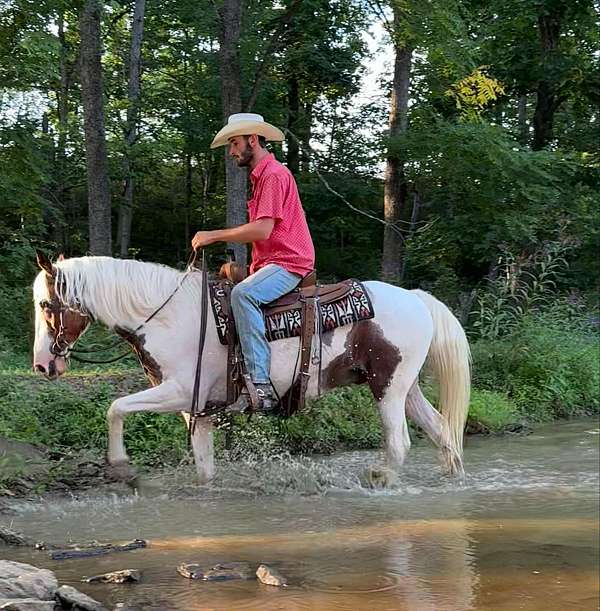 family-horse-quarter