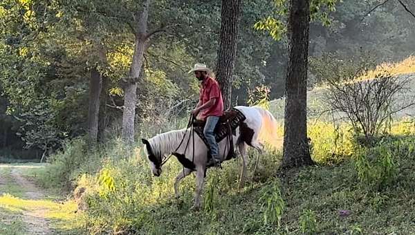 trail-quarter-horse