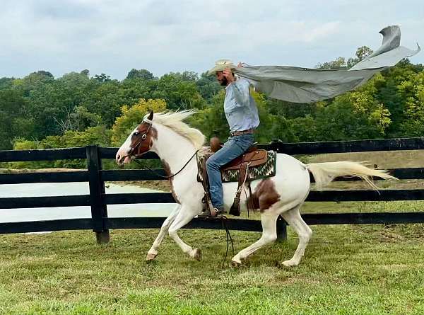 beginner-quarter-horse