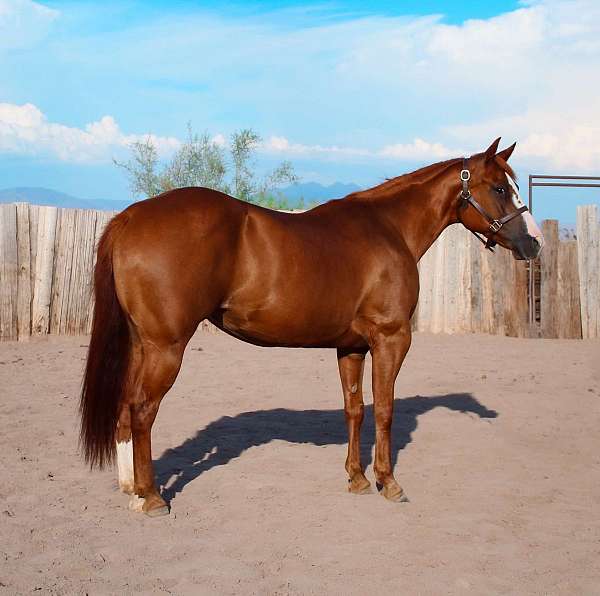 chestnut-blaze-horse