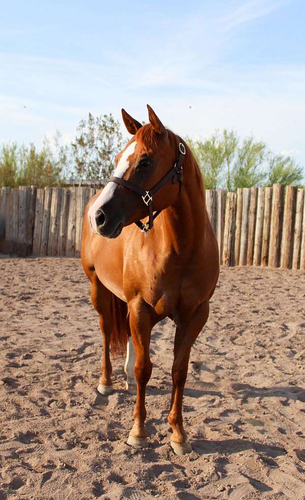 ranch-work-quarter-horse