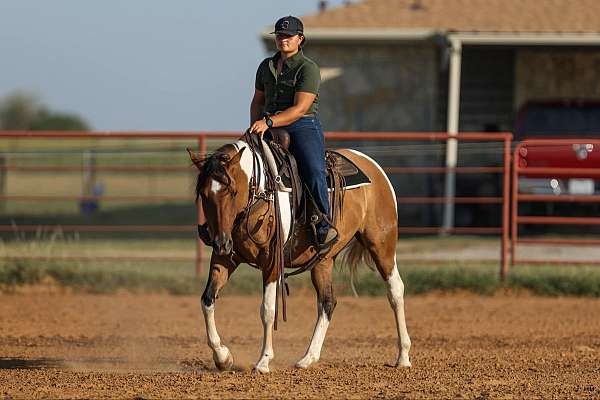 beginner-safe-quarter-horse