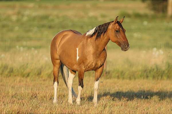 ranch-work-quarter-horse