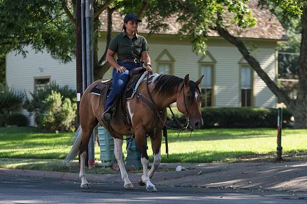 all-around-quarter-horse