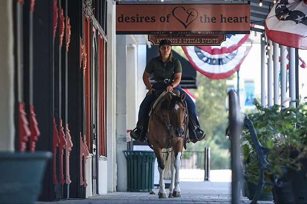 athletic-quarter-horse