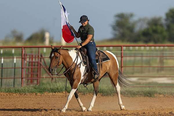 paint-quarter-horse