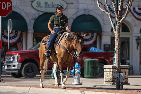 beginner-quarter-horse