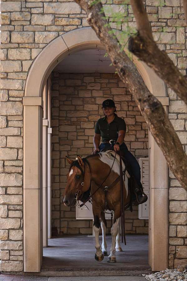 husband-safe-quarter-horse