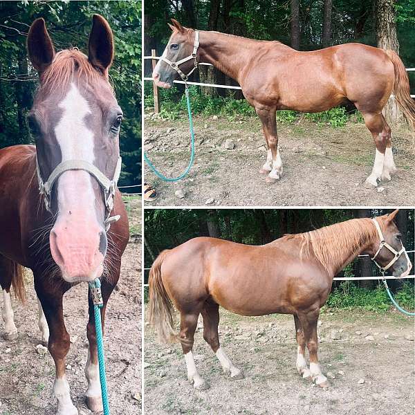 quarter-horse-gelding