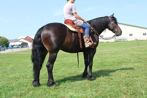 flashy-friesian-horse