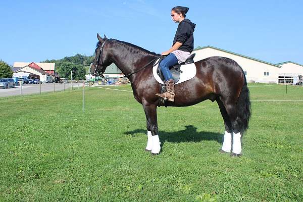 black-small-star-horse