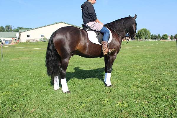 all-around-friesian-horse