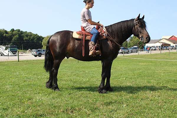 parade-friesian-horse