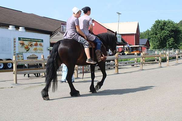 pleasure-driving-friesian-horse