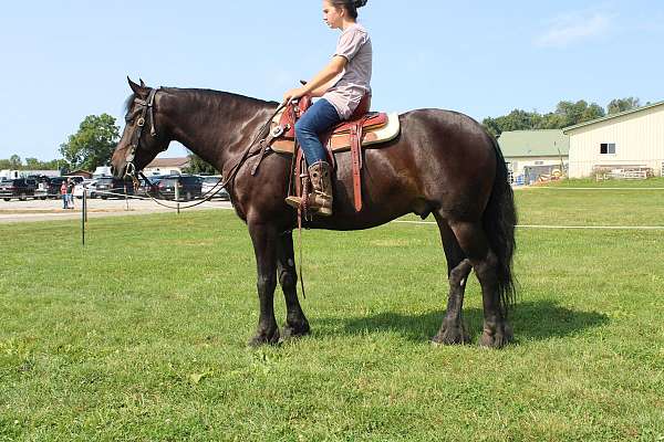 athletic-friesian-horse