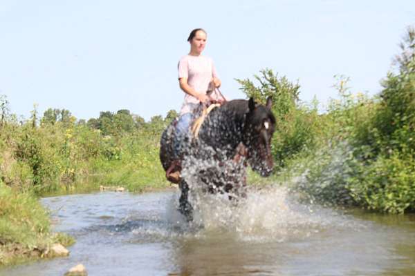 trail-friesian-horse