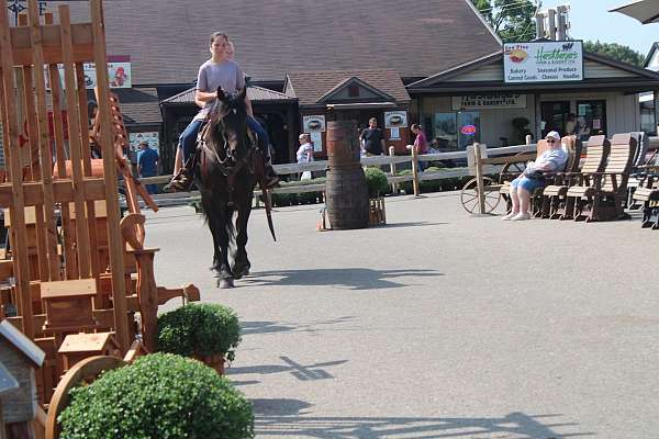 ridden-western-friesian-horse