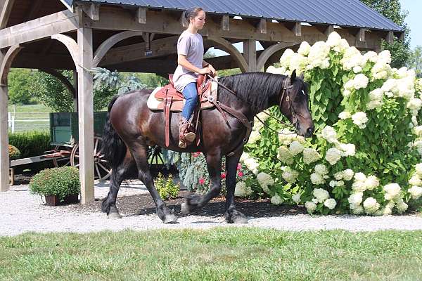 ridden-english-friesian-horse