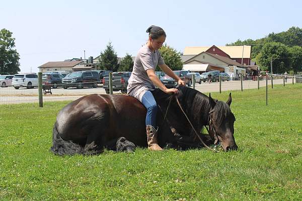 trail-riding-friesian-horse