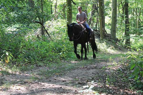 team-driving-friesian-horse