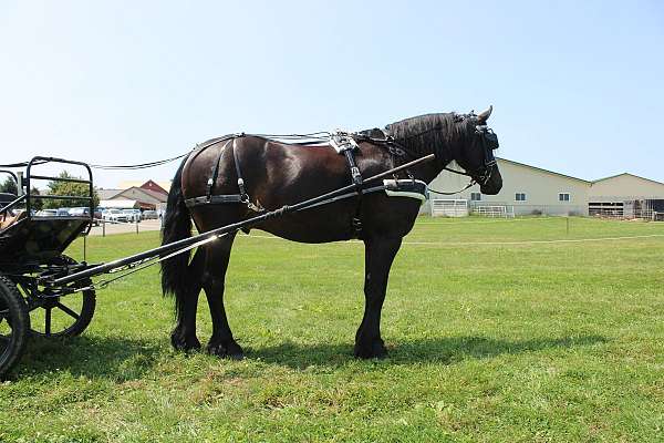 black-friesian-gelding