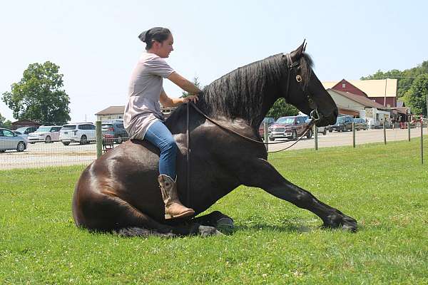 western-pleasure-friesian-horse